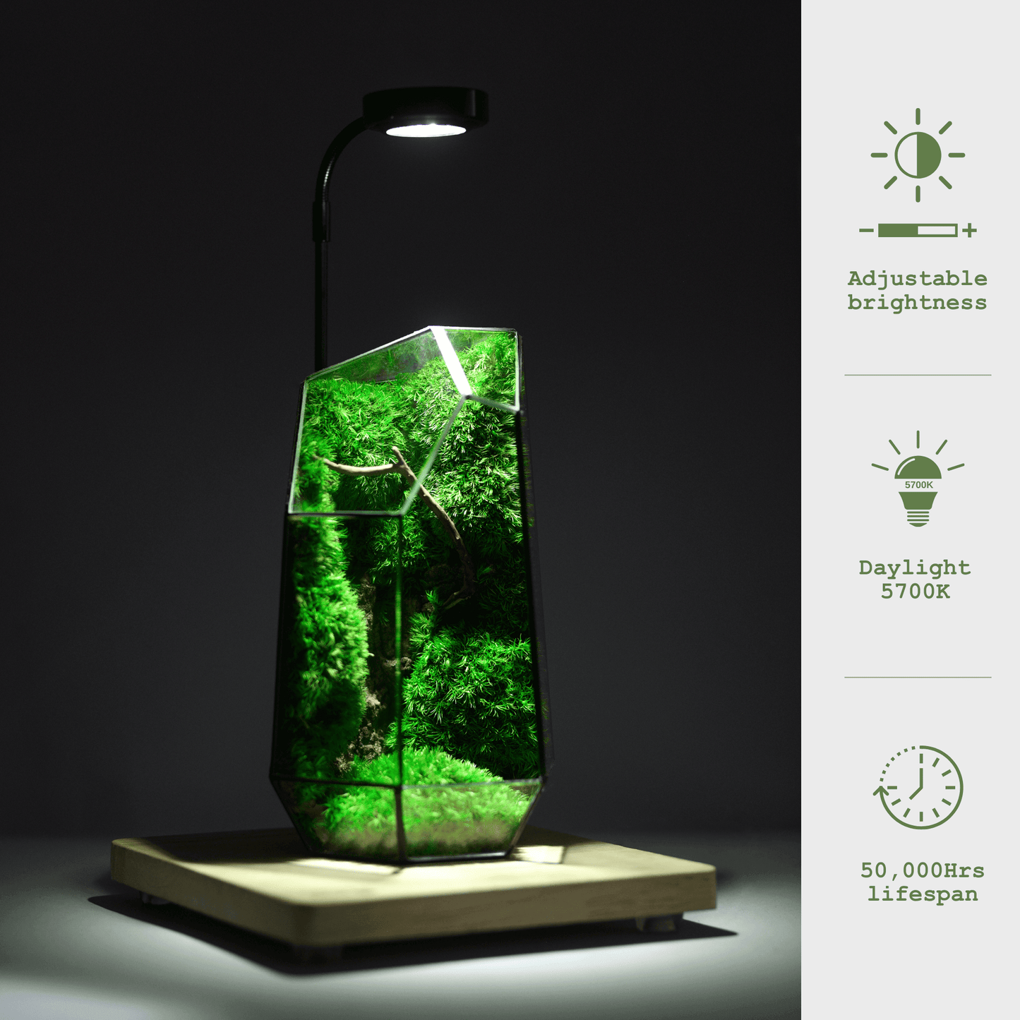 Wooden base with Light