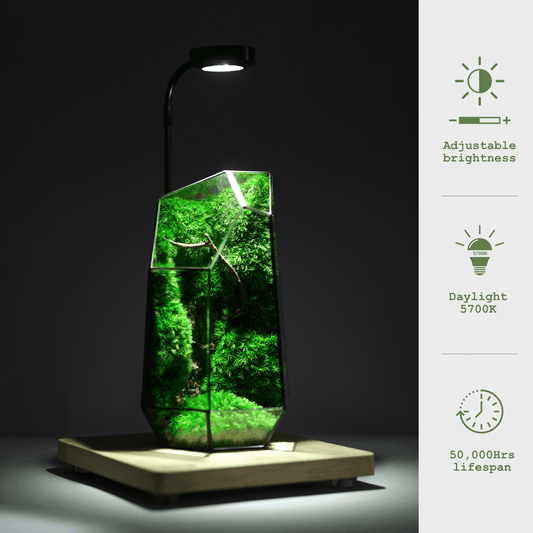 Wooden base with Light